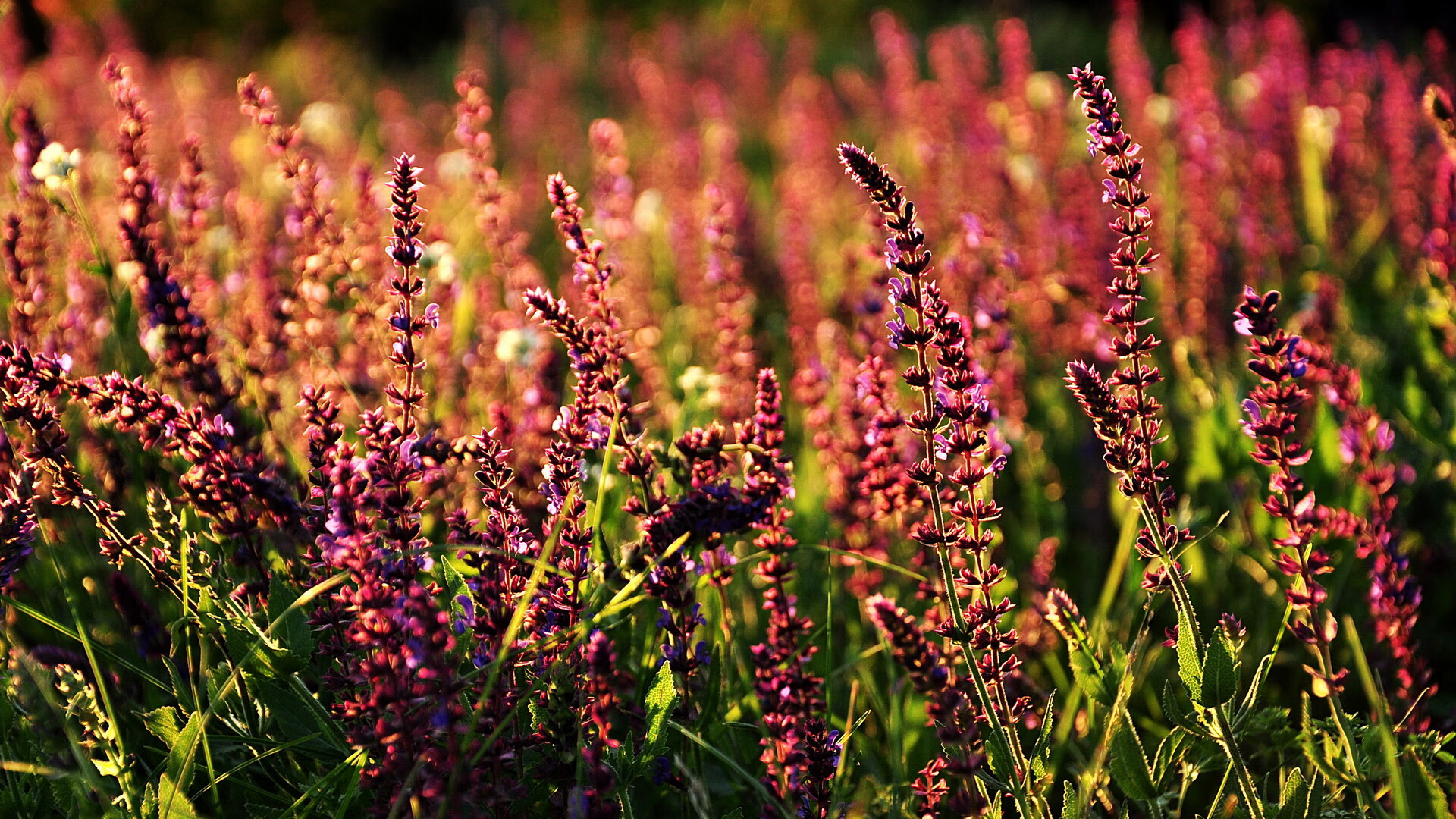 开云体育在线-意甲比赛中心理教练介入频次与球队表现关联,2020意甲主教练一览 第5张 开云体育在线-意甲比赛中心理教练介入频次与球队表现关联,2020意甲主教练一览 第5张