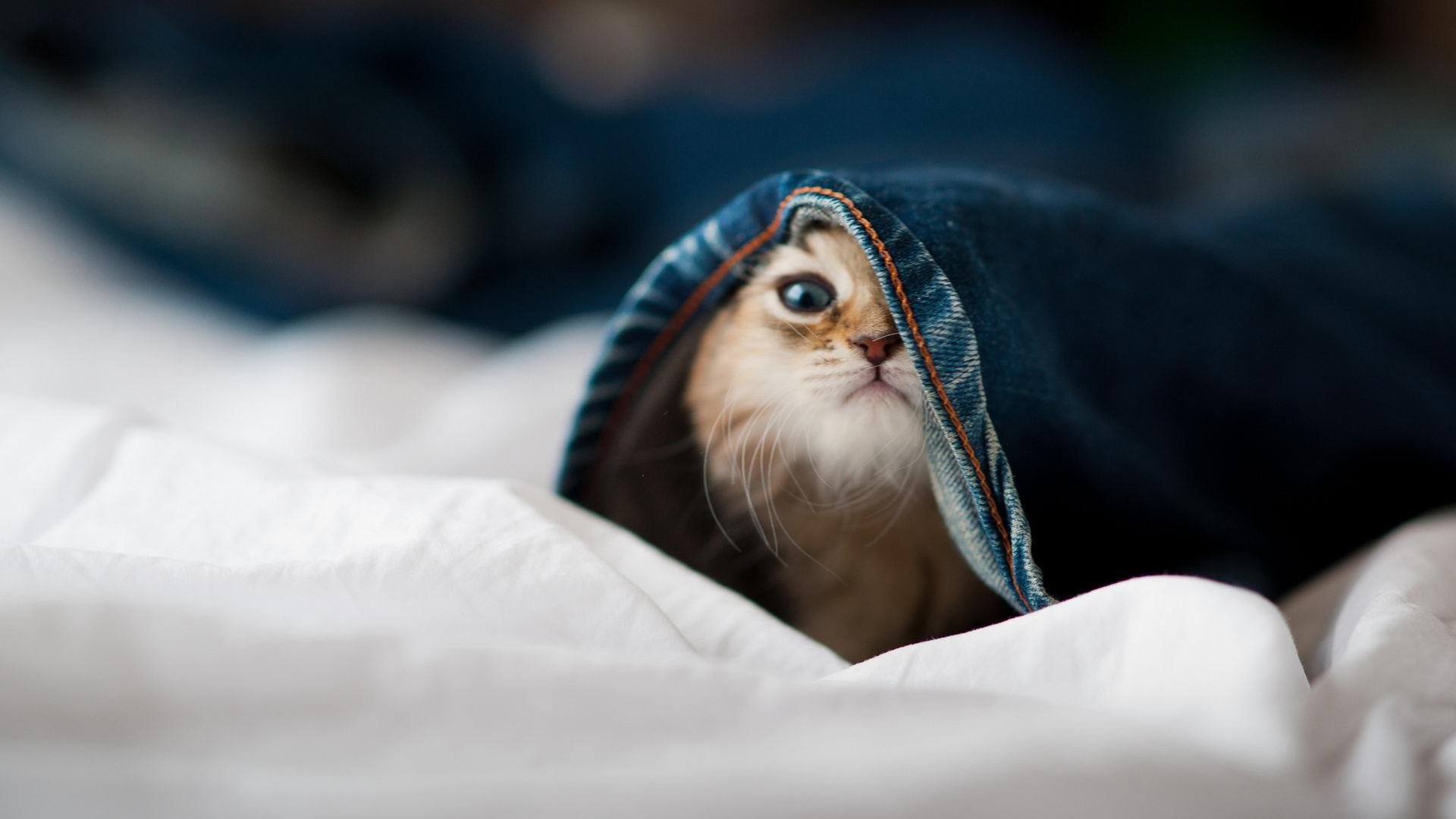 开云体育app-奥斯马尔·奥尔韦拉跳板动作精准无误，奥马尔·奥尔蒂斯