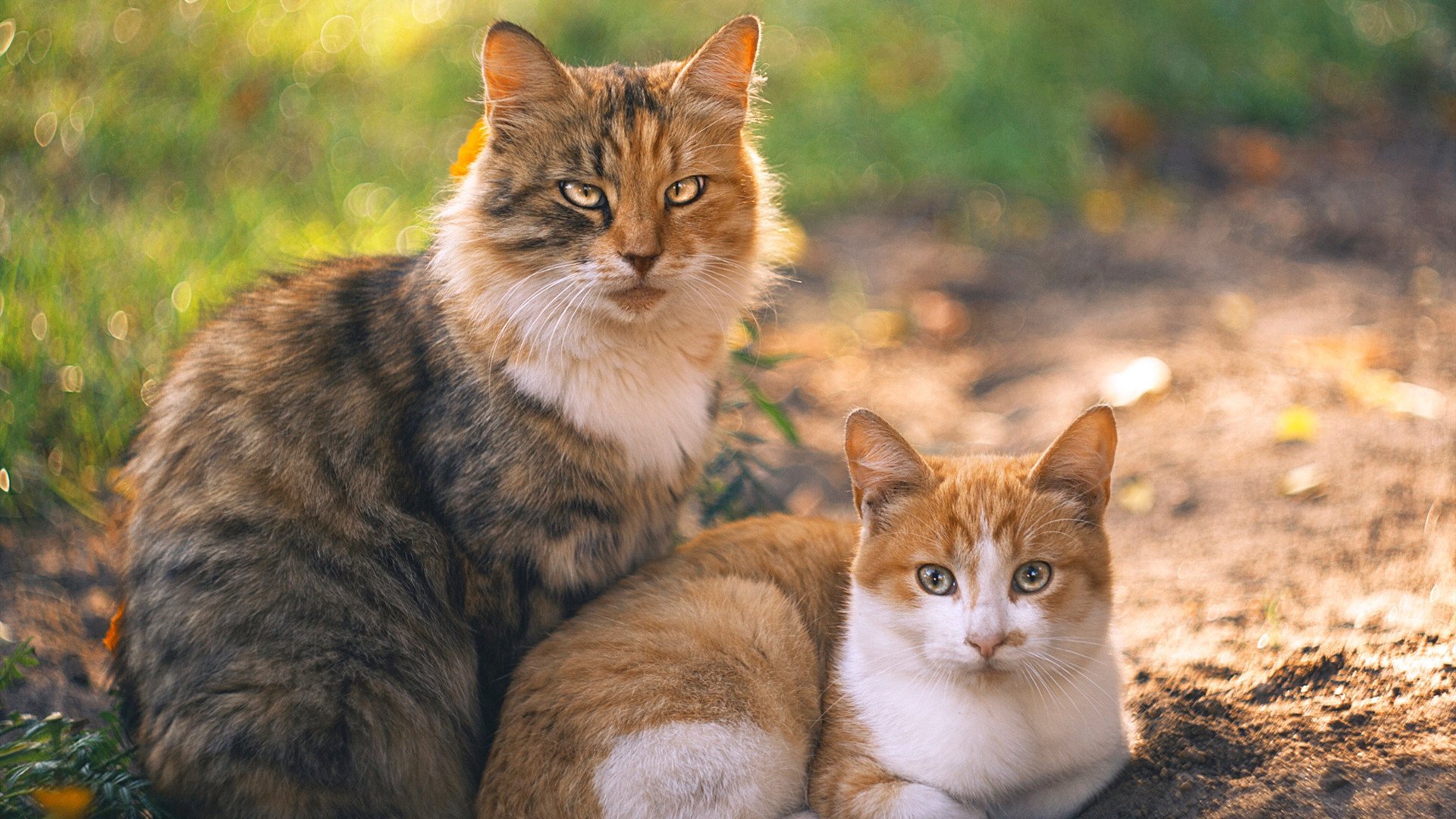 开云体育入口-意甲联赛的海外市场战略，意甲联赛简介