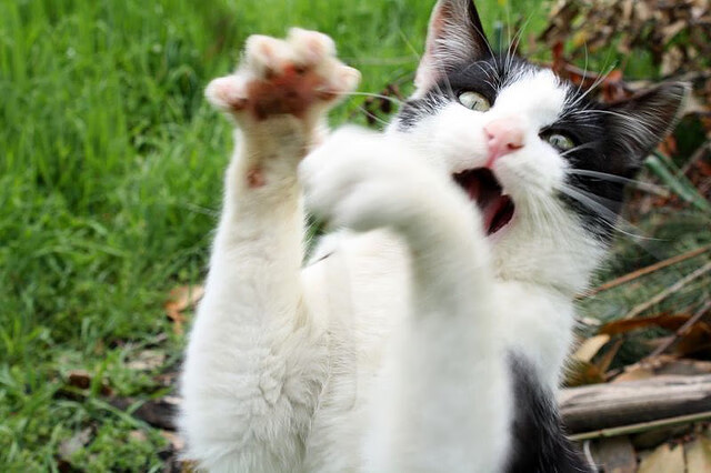 开云体育app在线-欧洲杯战术创新：变化多端惊艳全场！，欧洲杯战前分析