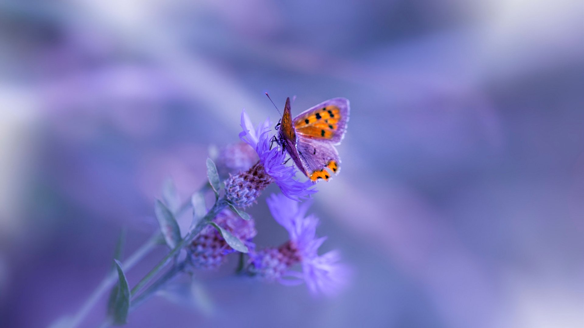 开云官方网-比利时男篮在欧洲预赛中奋勇冲锋，冲击奥运荣誉，比利时男篮什么水平