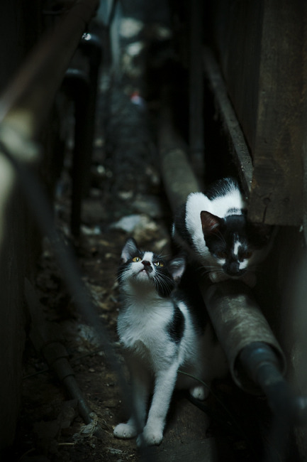 开云体育网址-美洲杯球队的战略联盟合作，美洲杯的参赛队伍