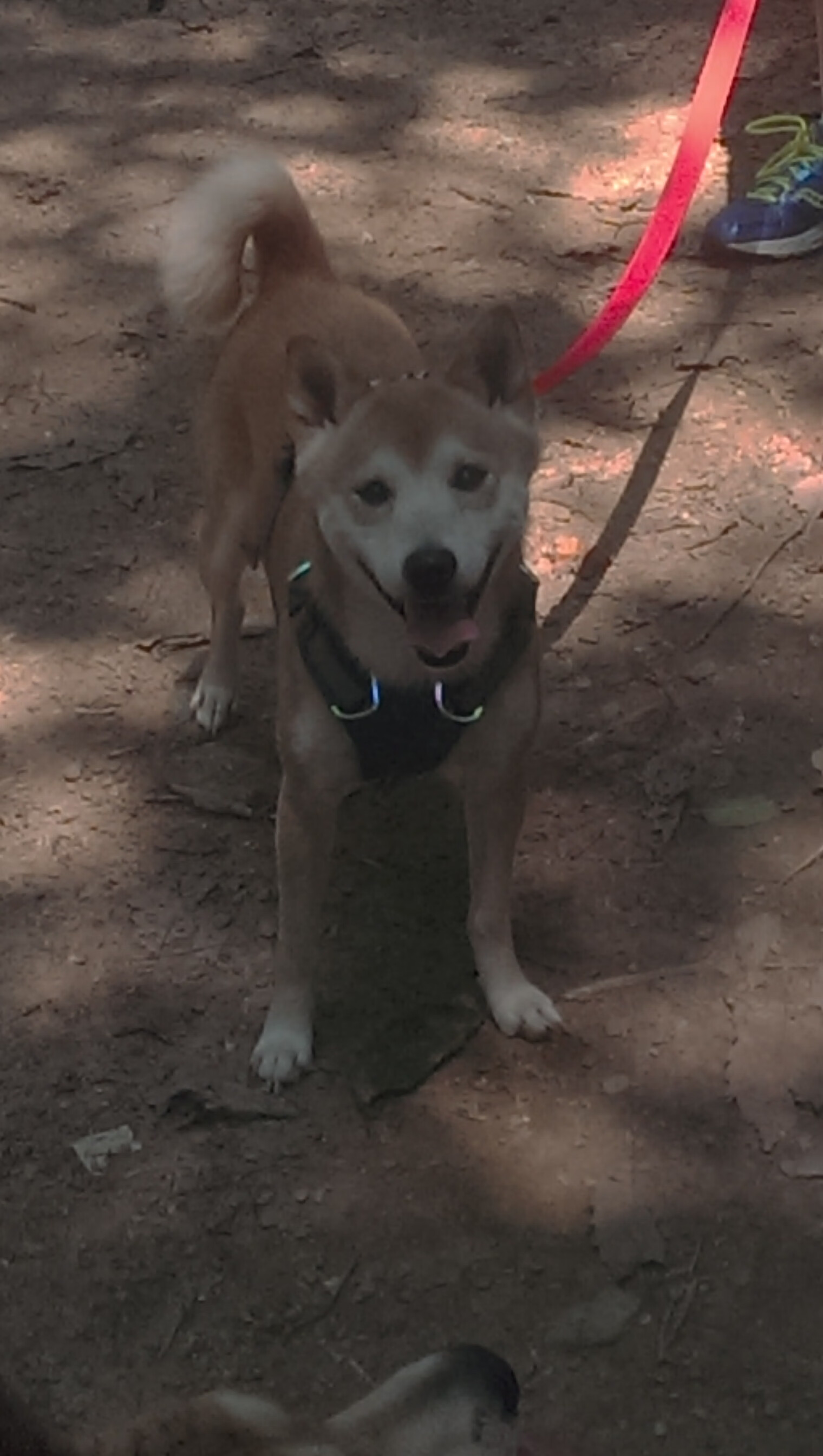 开云体育官网上-蝶泳赛场朝鲜选手爆发力强，蝶泳比赛2020