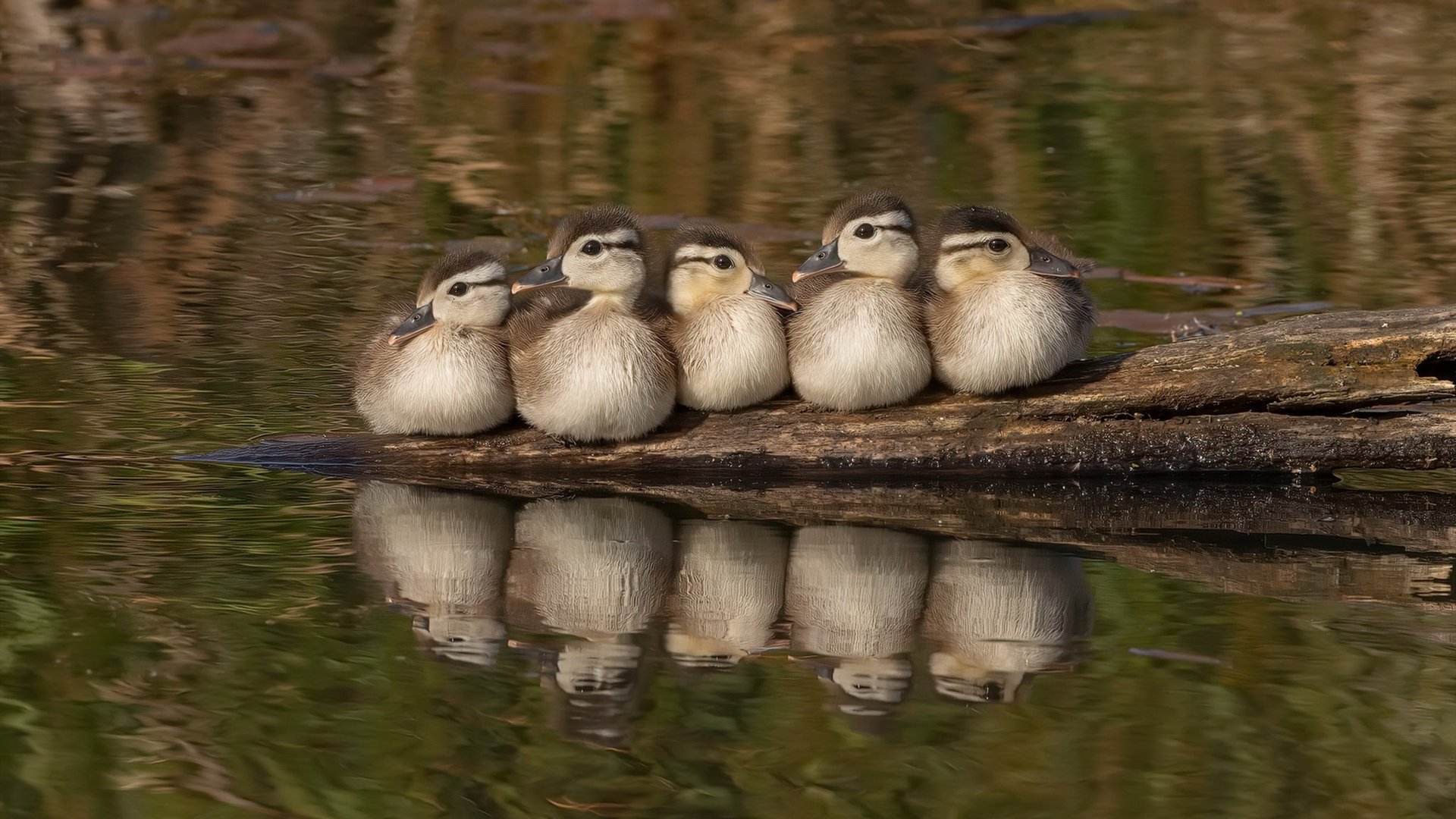 开云体育网站-鹈鹕全队参与赛后恢复项目保障竞技状态，鹈鹕目前阵容