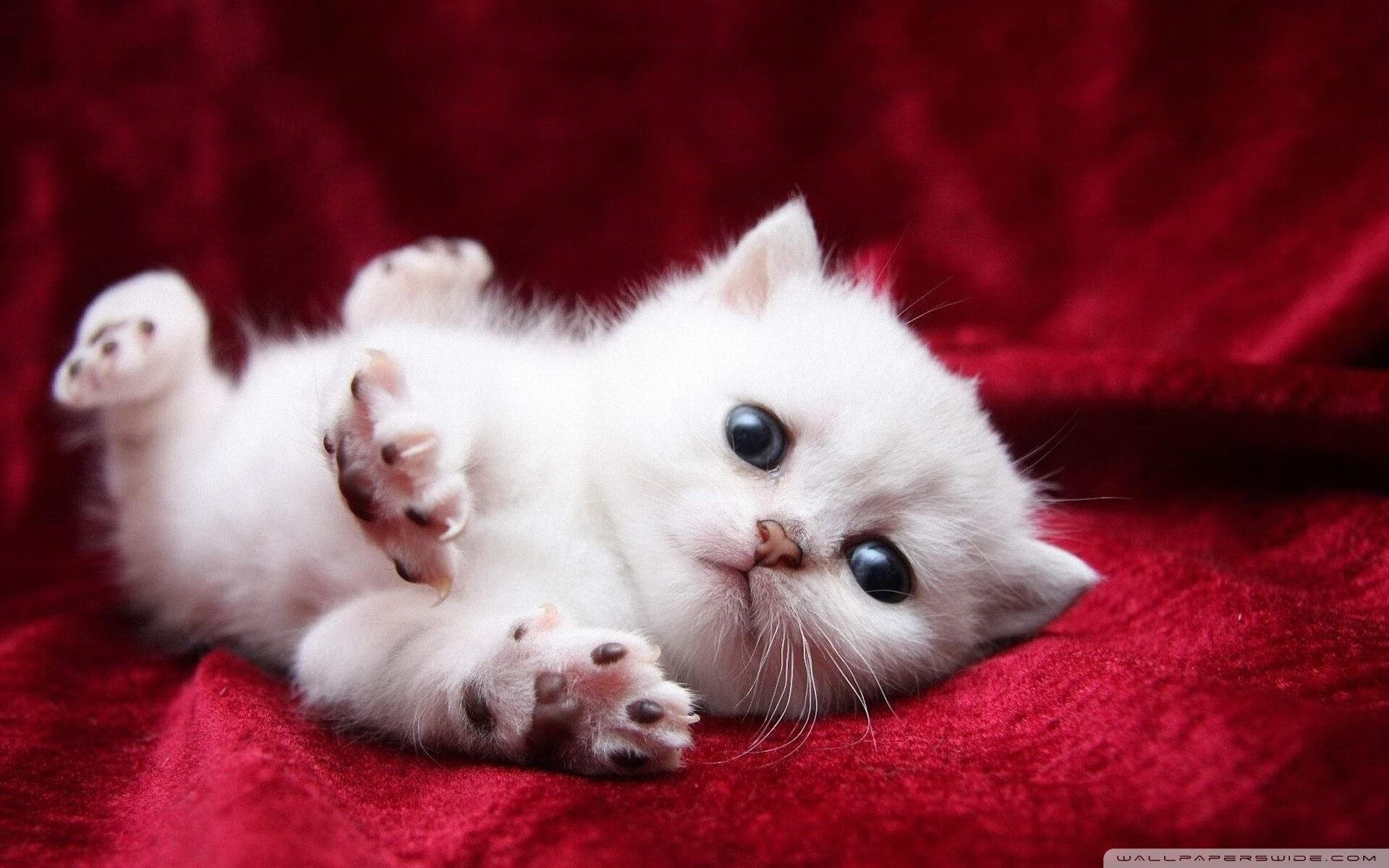 开云在线登入-FM26定档11月4日，支持前代存档转移，fm 266