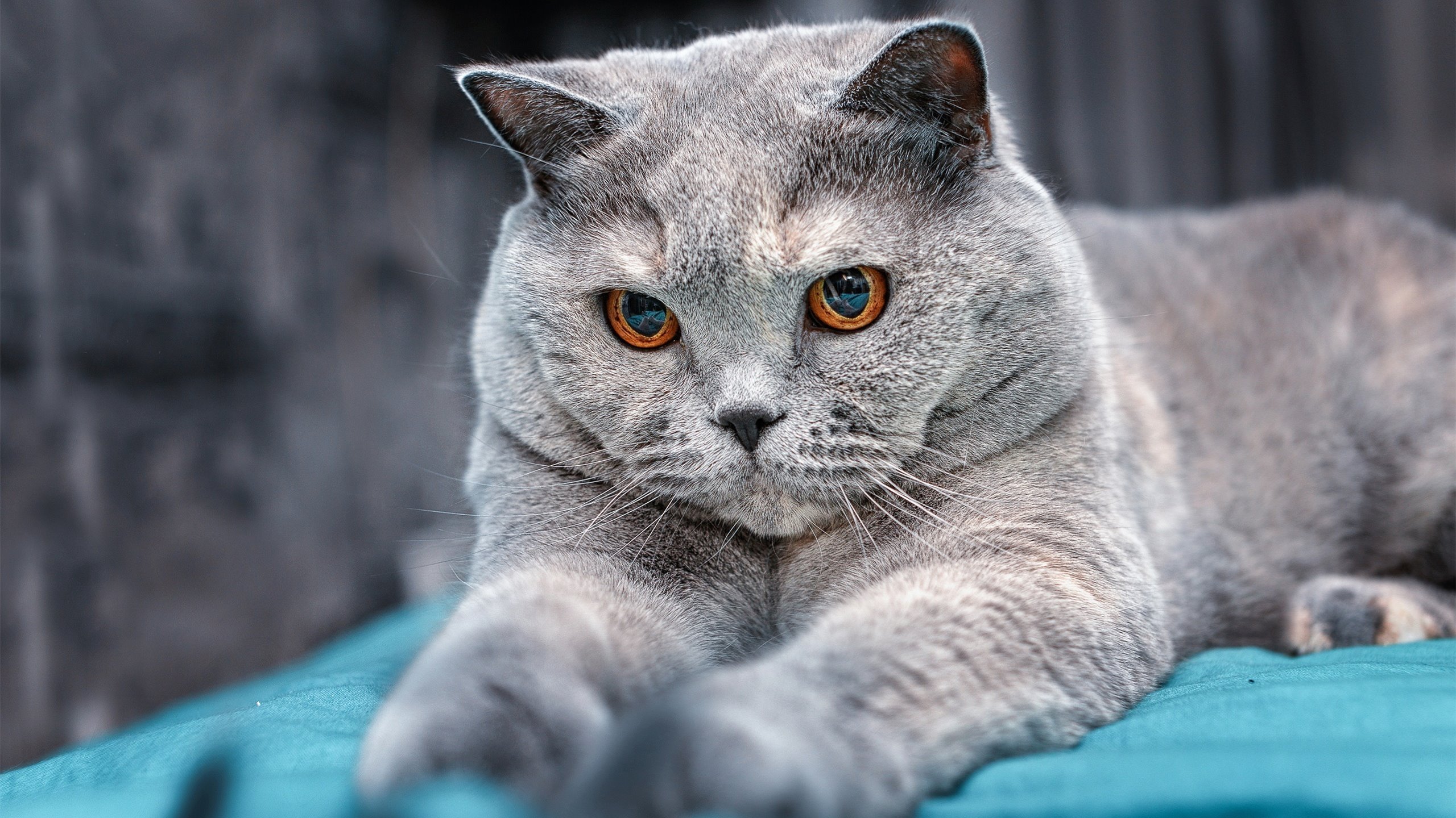 开云体育官网下载-中国足球职业联赛提升比赛裁判透明度,中国足协裁判规则