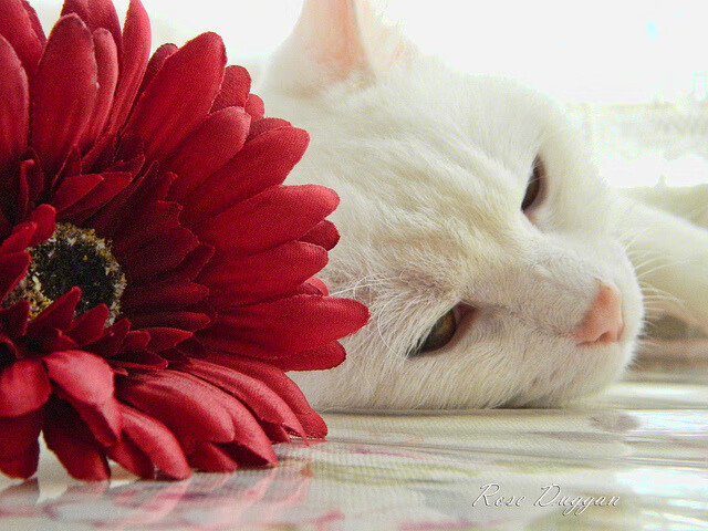 kaiyun开云体育-中国足球联赛推动校园足球与职业足球衔接,中国校园足球发展现状问题与建议