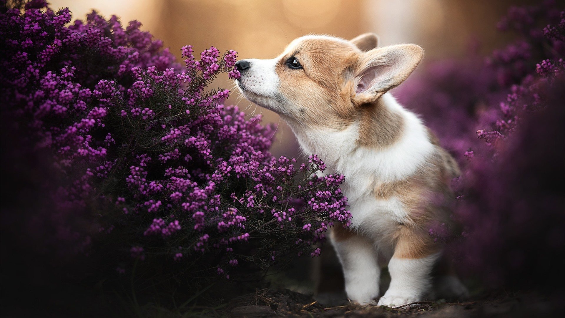 开云体育平台-中超联赛比赛公平竞争保障措施，中超联赛的参与机制